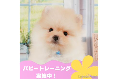 成約済の静岡県のポメラニアン-331821